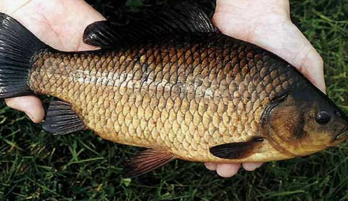 Крупный карась. Источник фото Pinterest