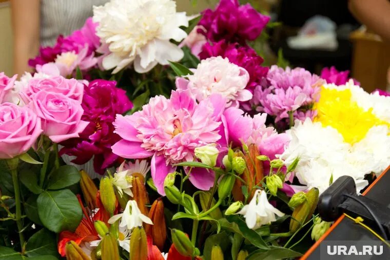Рост цен на пионы объясняется коротким сезоном цветения. Фото: Александр Елизаров © URA.RU
