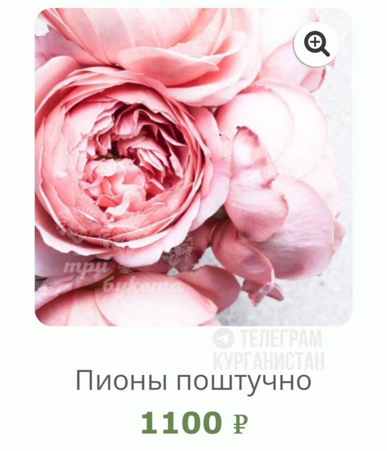 Цены на пионы в Кургане повергли горожан в шок. Фото: tg-канал Курганистан