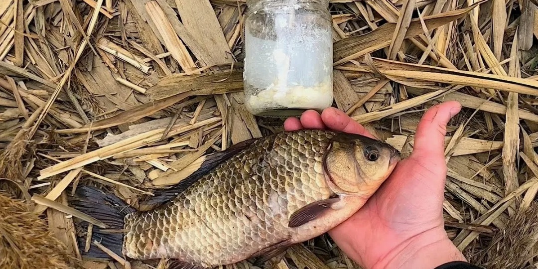 Манка против опарыша: какую наживку предпочитает карась в июне и июле