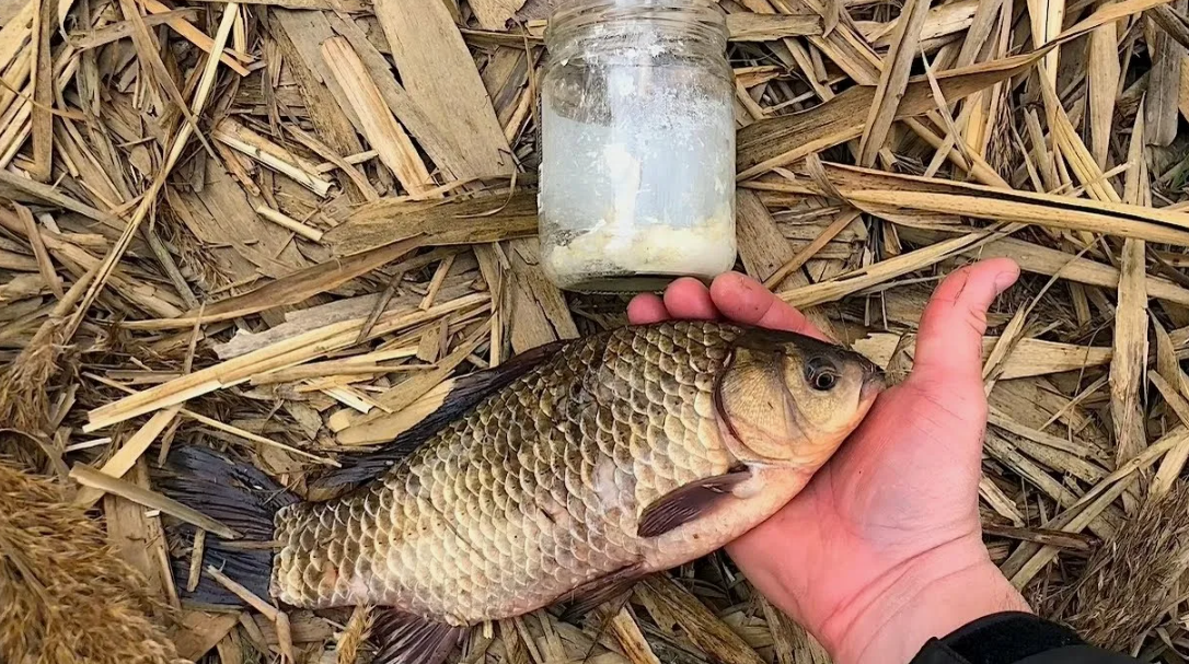 Карась пойманный на манную болтушку. Источник фото jp.noxinfluencer.com