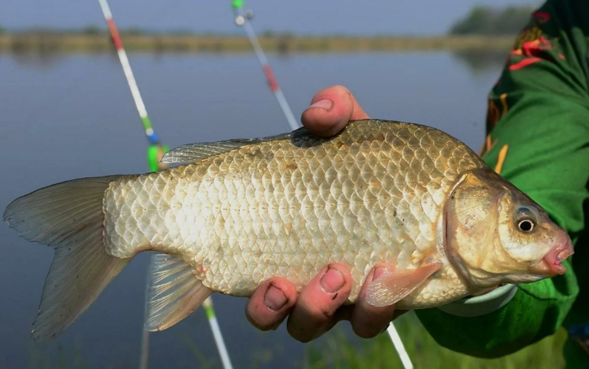 Карась пойманный на донки летом. Источник фото kasheloff.ru