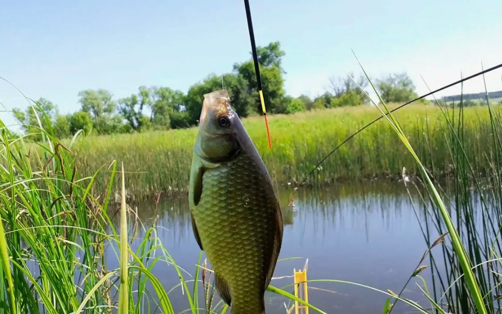 Карась пойманный на поплавочную снасть летом. Источник фото kasheloff.ru