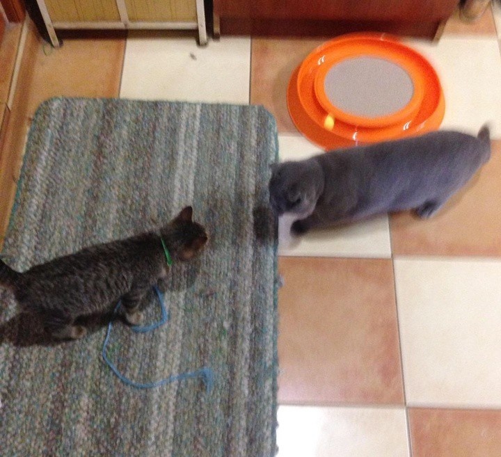 Знакомство Муськи с Баксом.