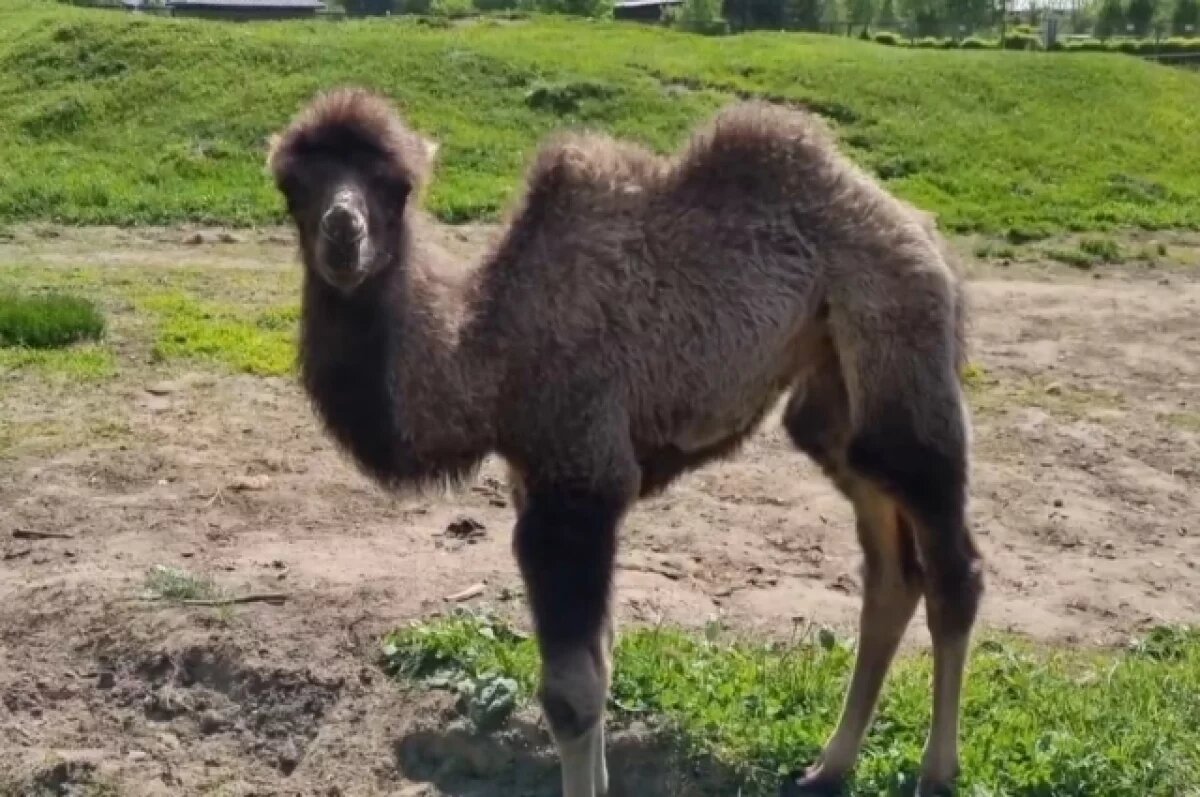    В ярославском зоопарке родился верблюд