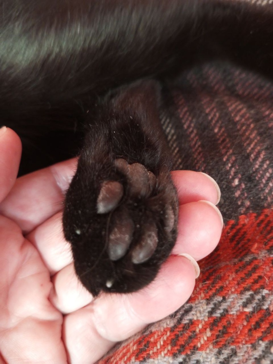 Лапки-тяпки