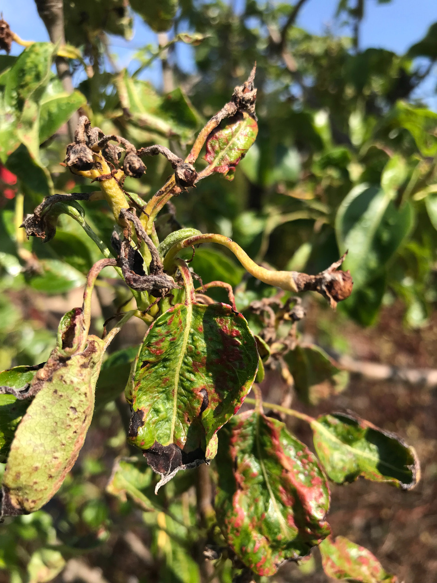 работа клеща по цетам и листьям 21 мая