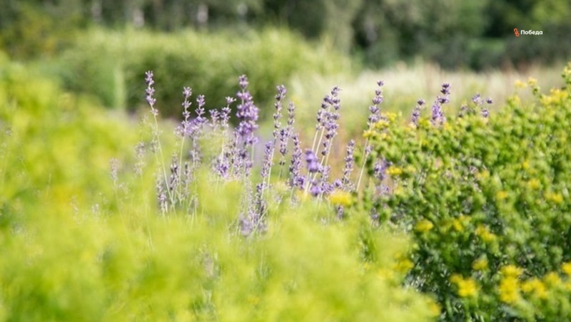      Фото: ИА «Победа26»