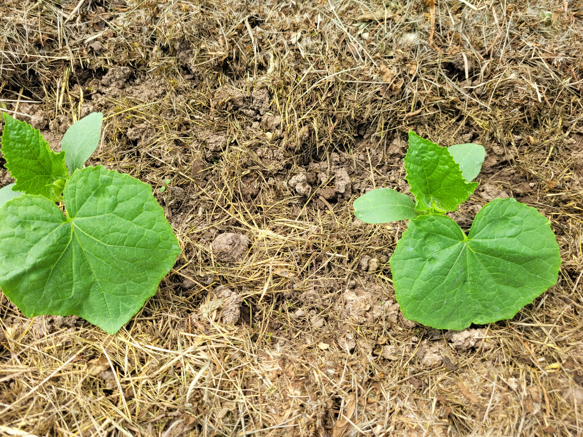Огурцы в теплице