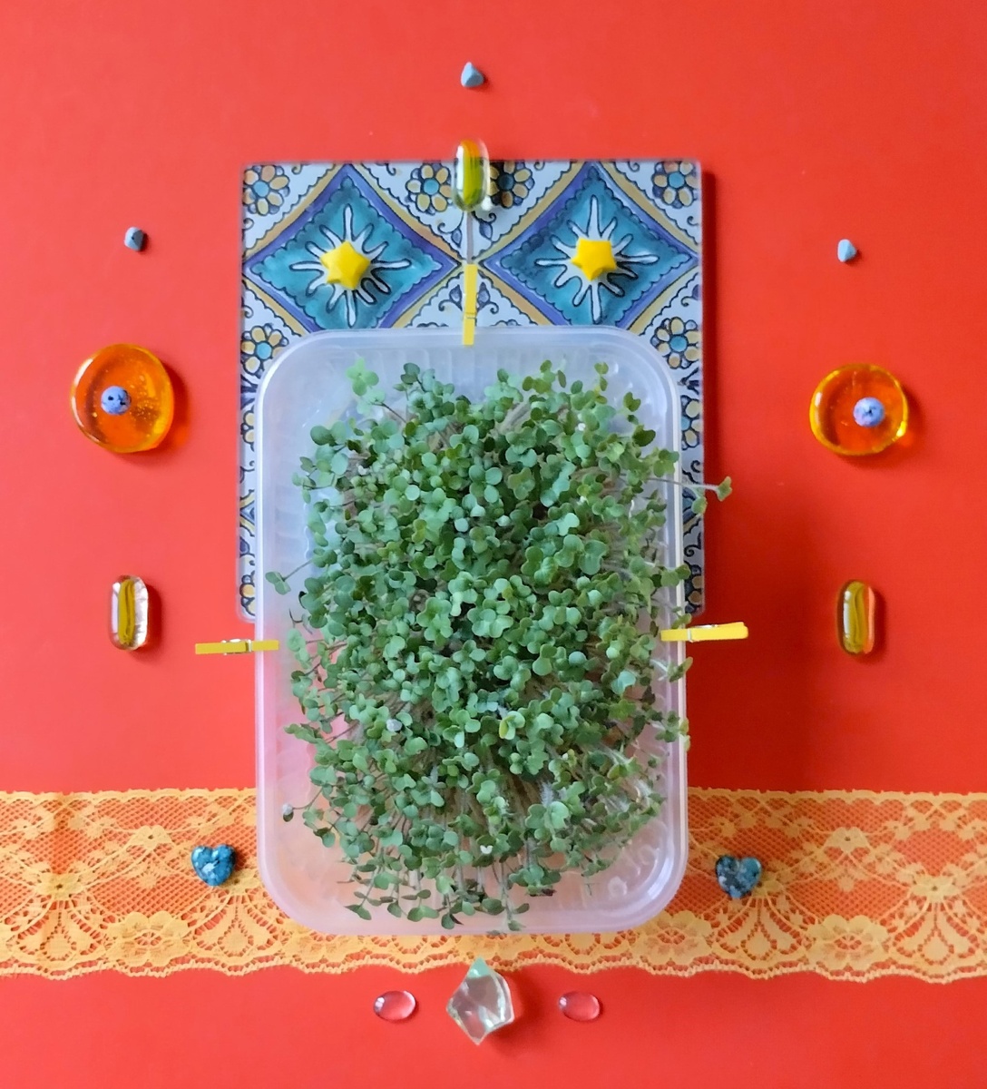 Микрозелень горчицы желтой.