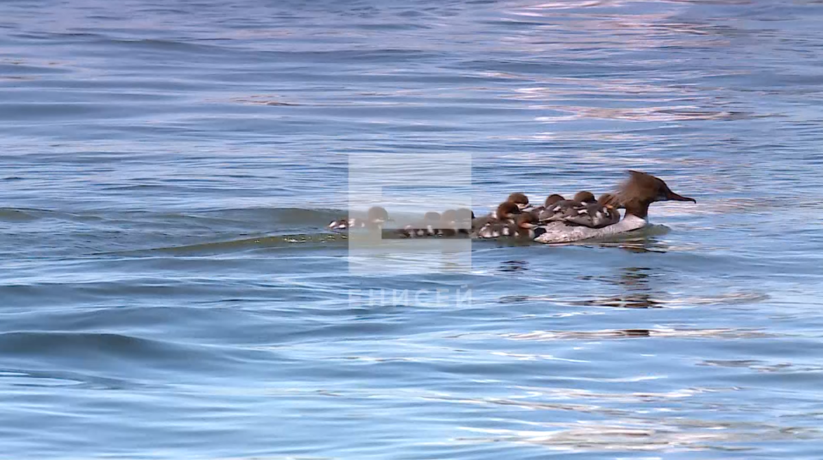     Необычную утку с целым выводком птенцов сняли в центре Красноярска