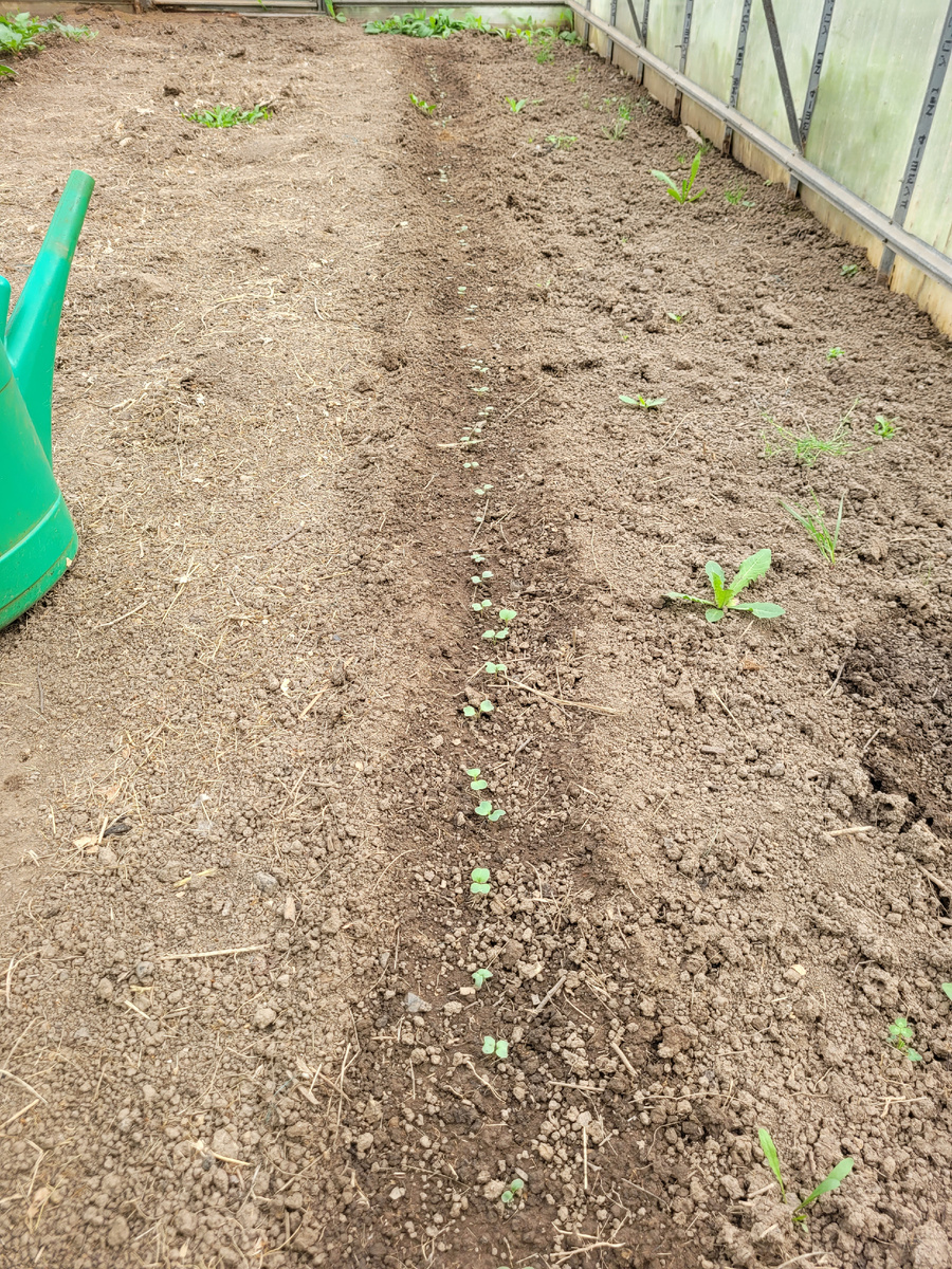 Вторая посадка редиса 