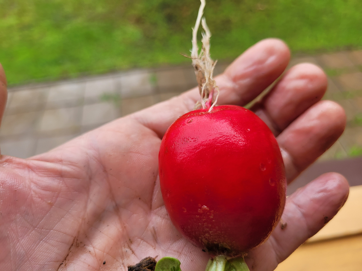 Крупный размер редиса