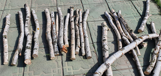 Соседи пилили берёзу, нам отдали ветки