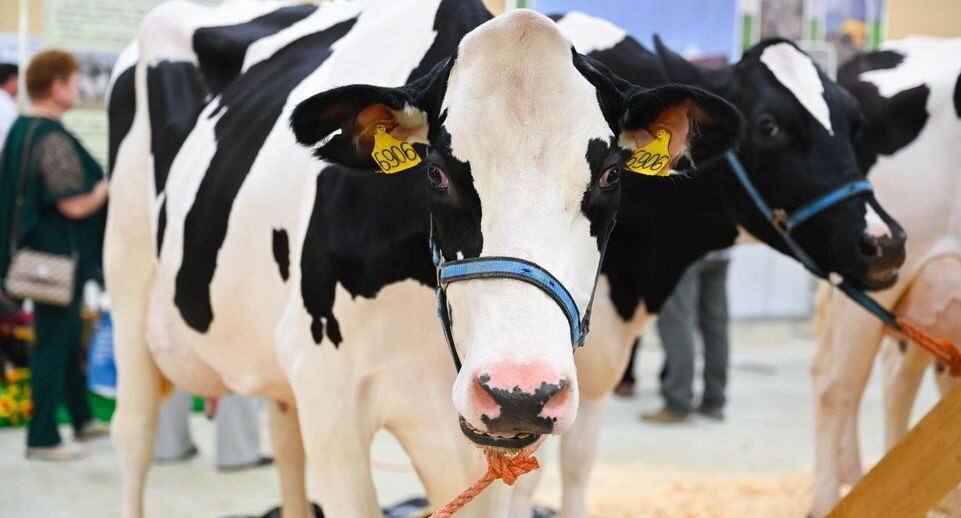    администрация Ленинского г.о.