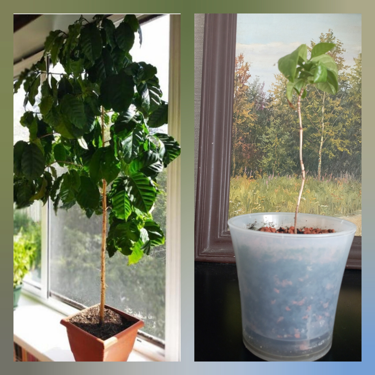 Слева- фотография из интернета, так выглядит взрослое кофейное дерево, даже дома может вырасти до потолка. А справа- мой дистрофик. 