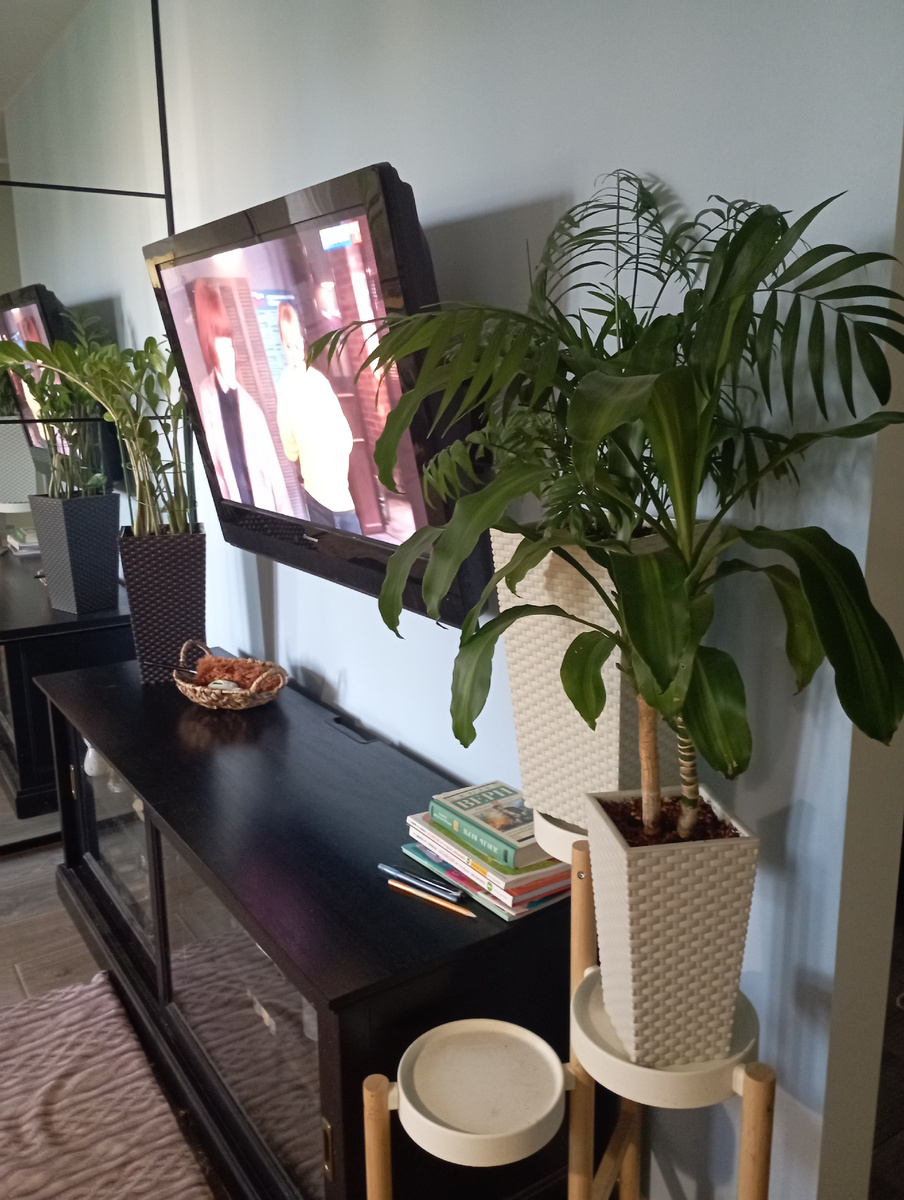 Крупные растения очень украшают интерьер