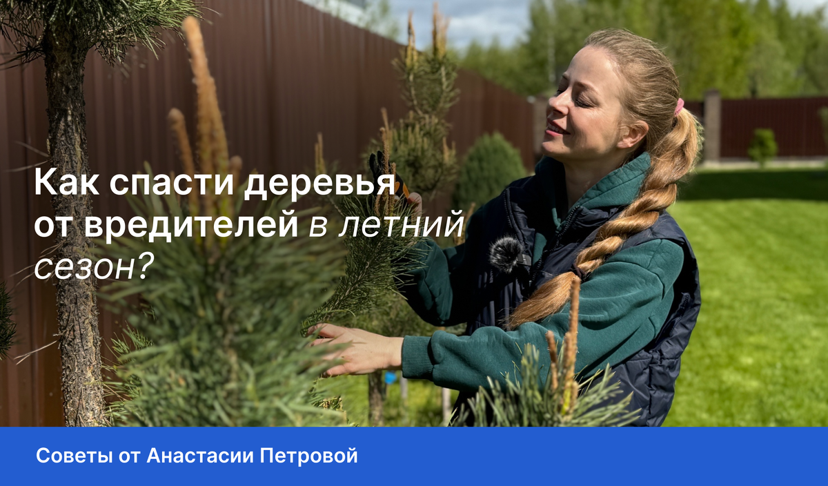 Как спасти деревья от вредителей в летний сезон?