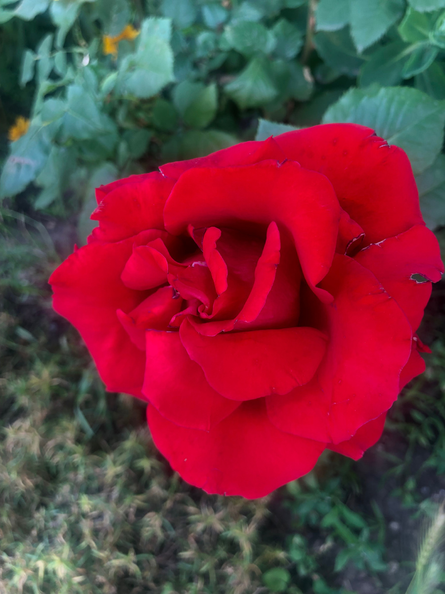 И немного цветов