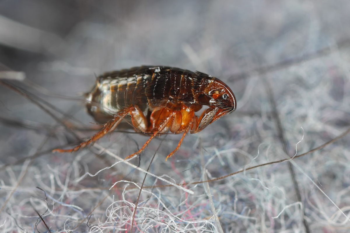    Tomasz Klejdysz / Shutterstock / FOTODOM