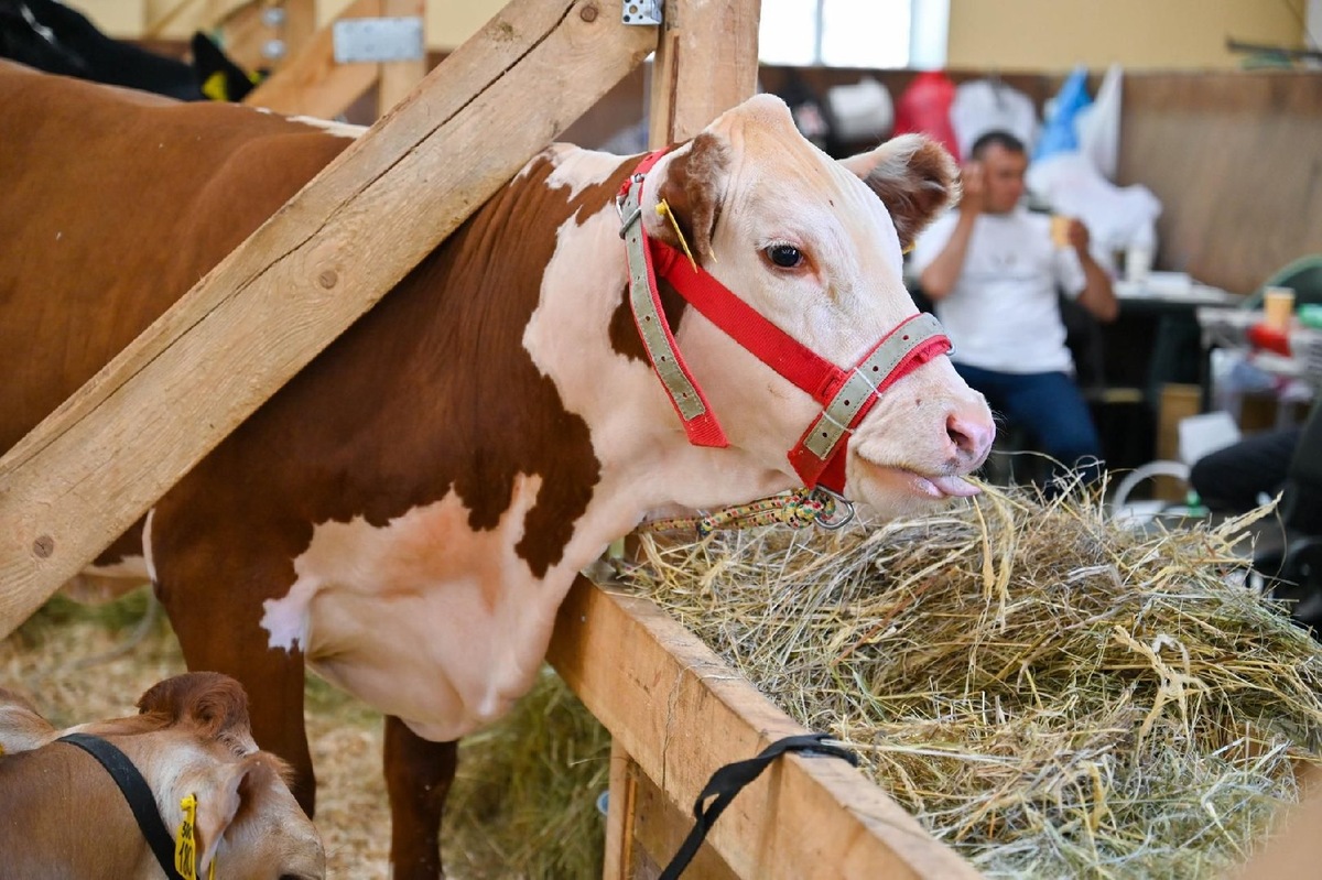    Фото: Министерство сельского хозяйства и продовольствия Московской области