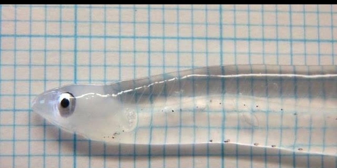 🌊 Они точно не с нашей планеты! Удивительные прозрачные животные!