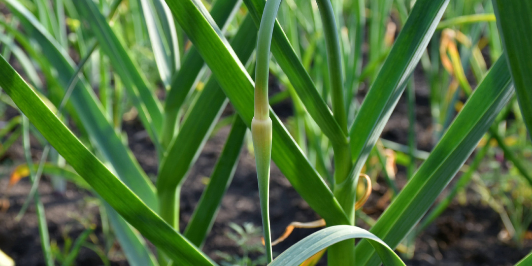 "Чеснок выбросил стрелку": завершающая подкормка для чеснока. Оптимальная длина для удаления чесночных стрелок