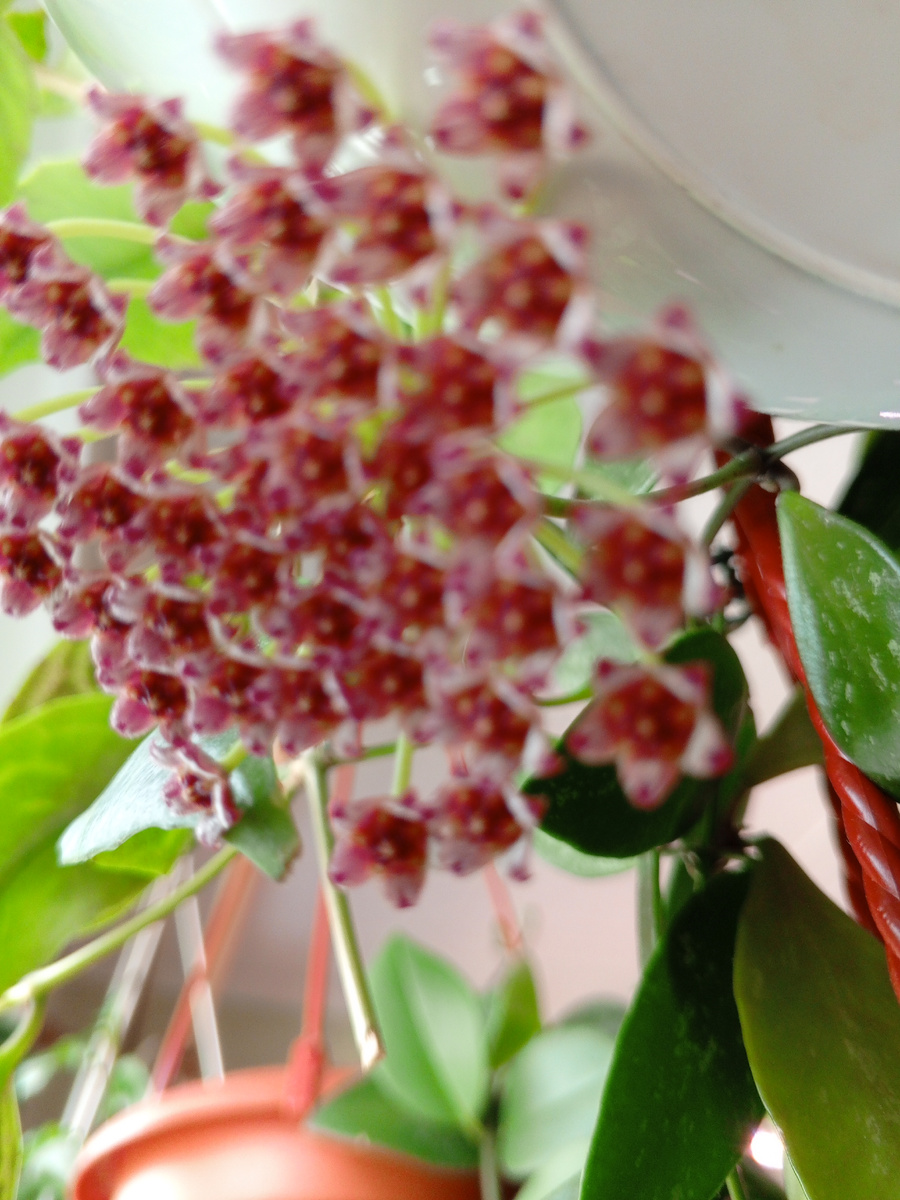 Не очень хороший снимок, хойя качалась.