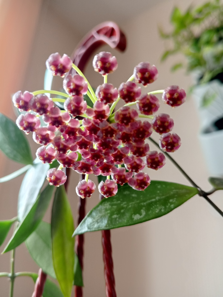 Ну а тут практически отцвела.