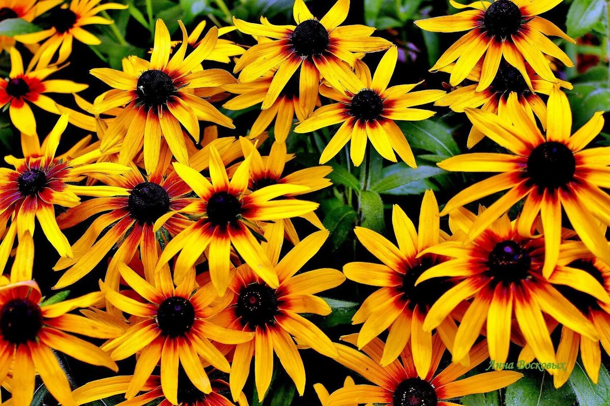 Рудбекии. Фото: Яндекс-картинки. 