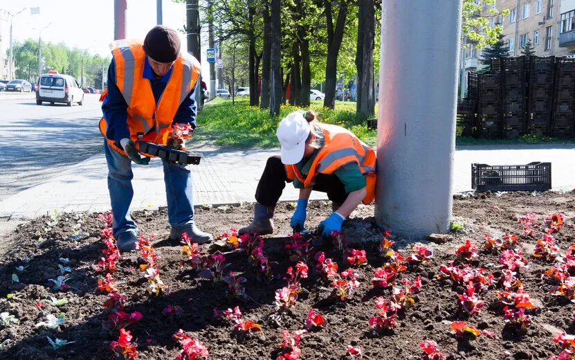    81 тыс. цветов обещают высадить вдоль улиц Ижевска