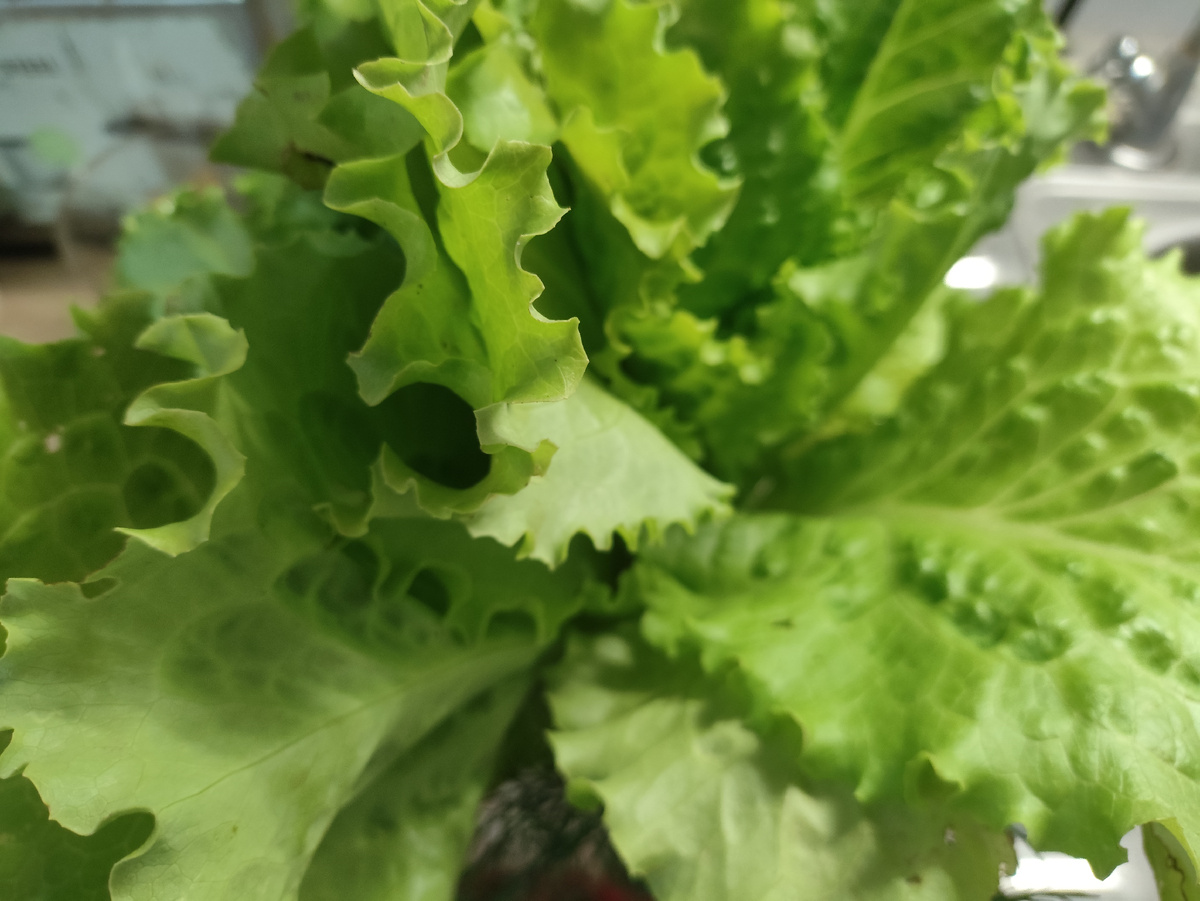 А это я ем вместо хлеба..