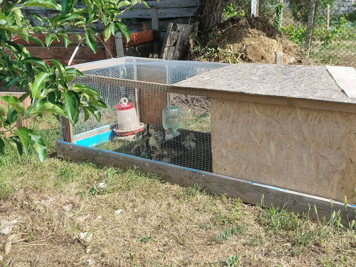 Банда на новом месте 