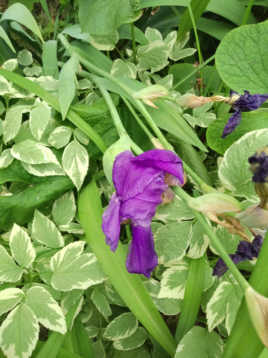 Фото автора. Жёлтый красивее, чем сиреневый )