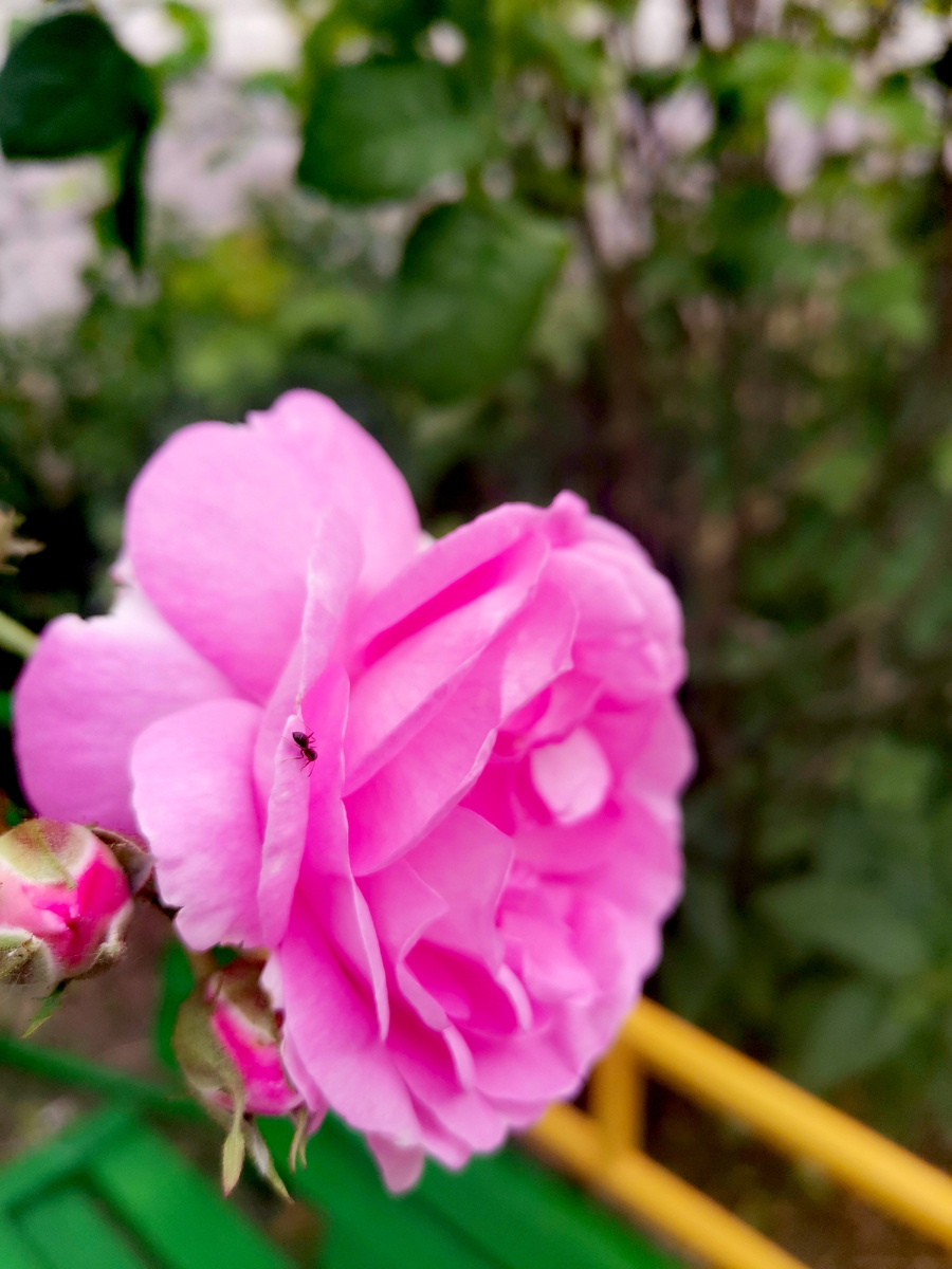 Вот такой розовый куст растёт у подъезда. 