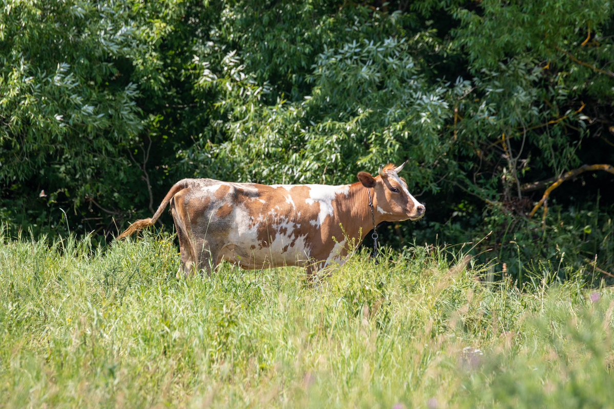 Фото: Тульская служба новостей 