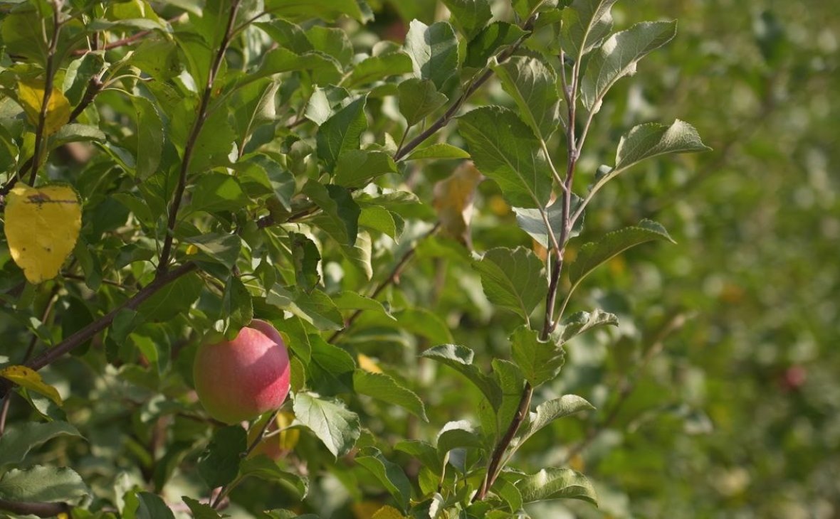 Фото: РБК Черноземье
