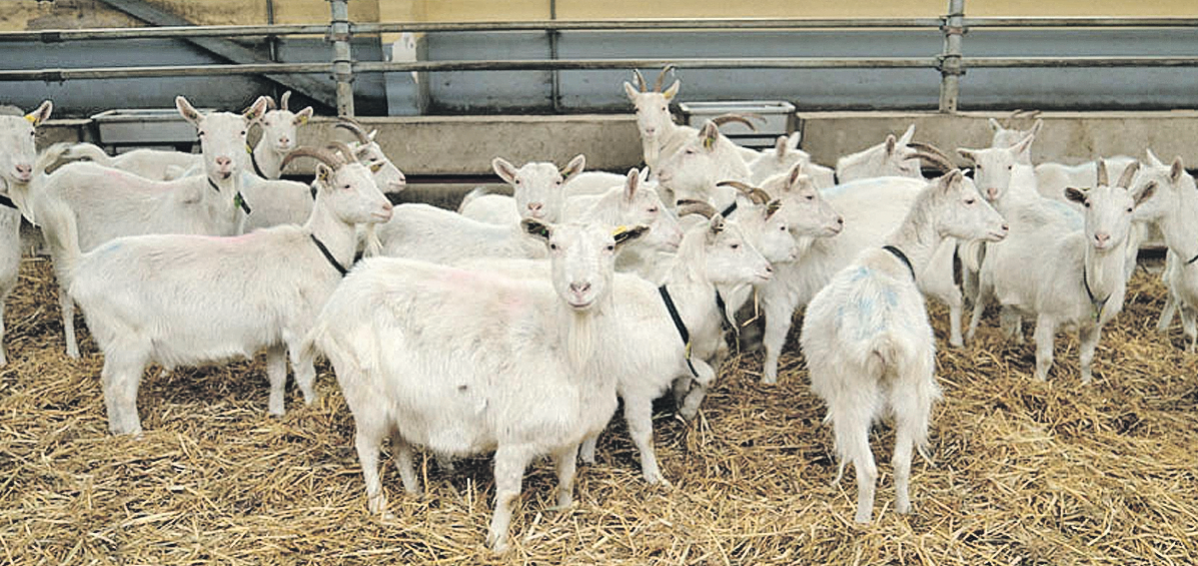 Вроде простые рогатые. Но они могут помочь в производстве уникального медицинского препарата. Фото: БелТА