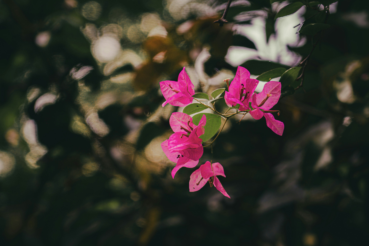 Картинка с бесплатного фотостока https://unsplash.com, автор Keyur Tandel