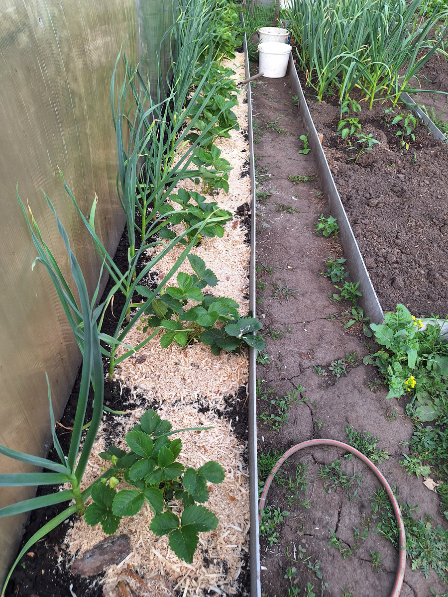 Эту грядку посадила осенью, совсем ещё молодая.