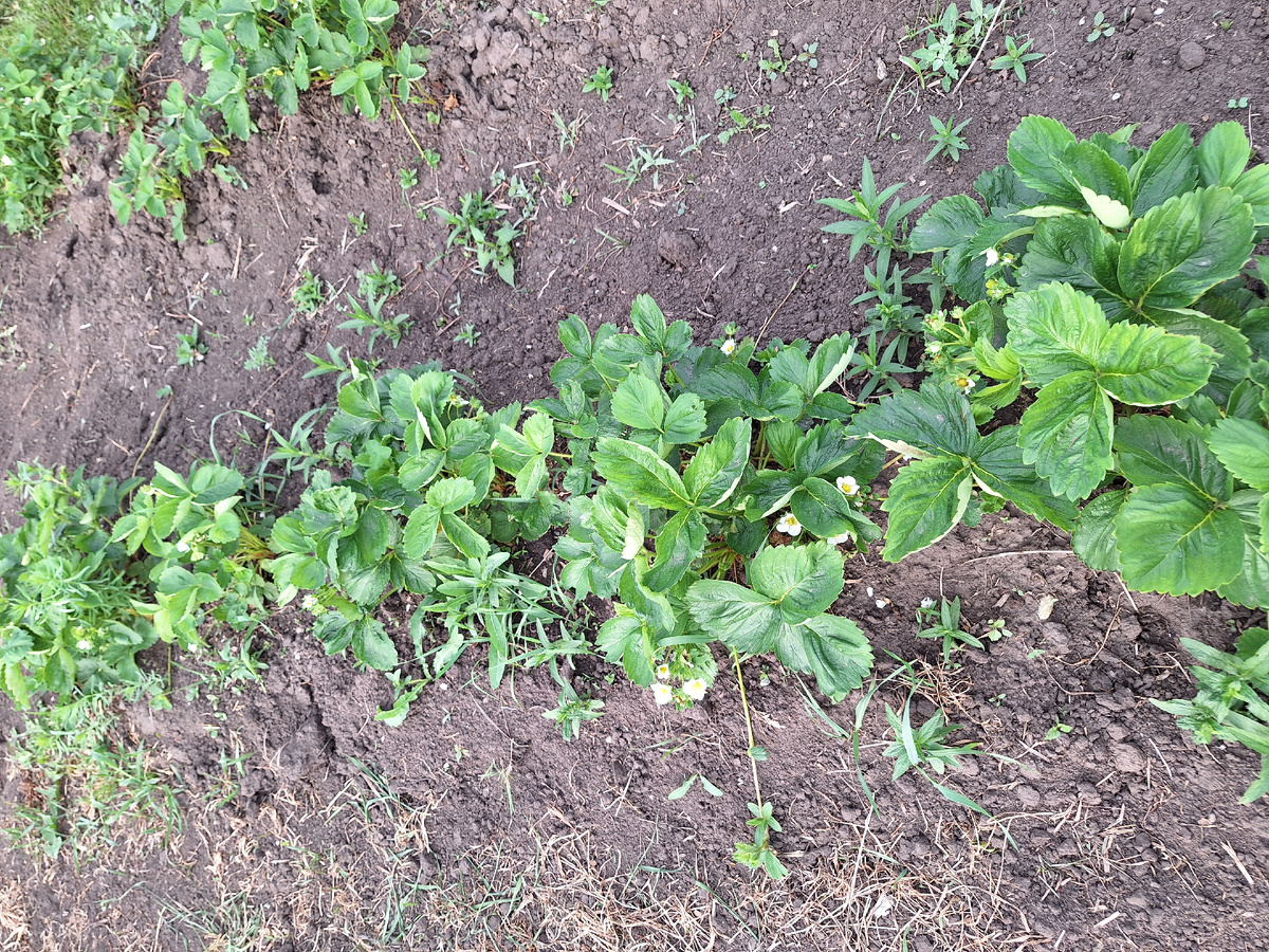 Прошлогодняя грядка