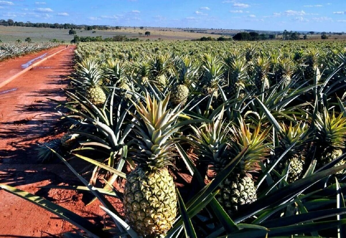 Ананасовые поля.