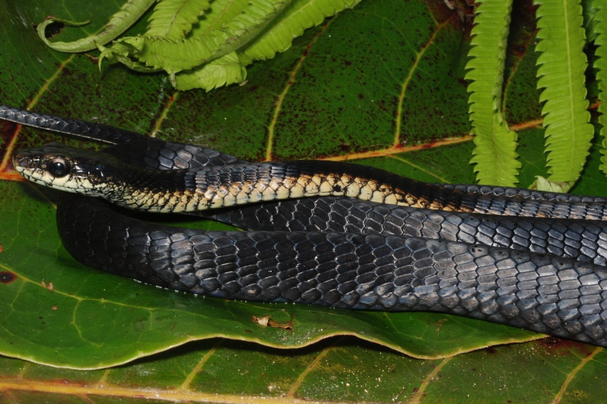     Фото: Fred Kraus