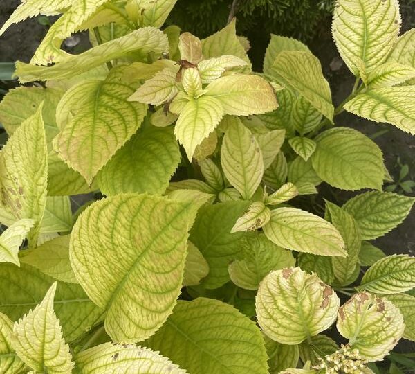 Лечение хлороза у гортензии: причины и эффективные методы с применением баковых смесей!