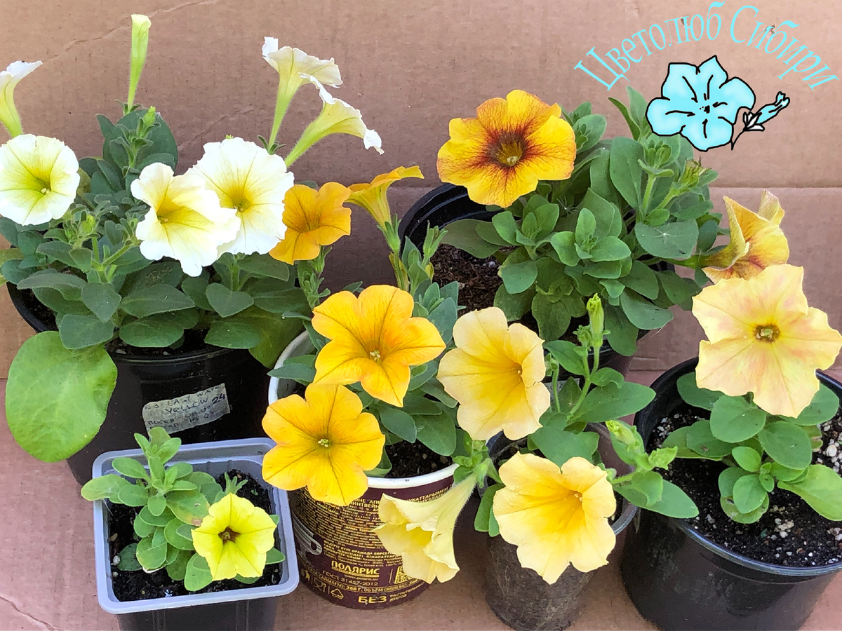 Различные петунии желтых оттенков