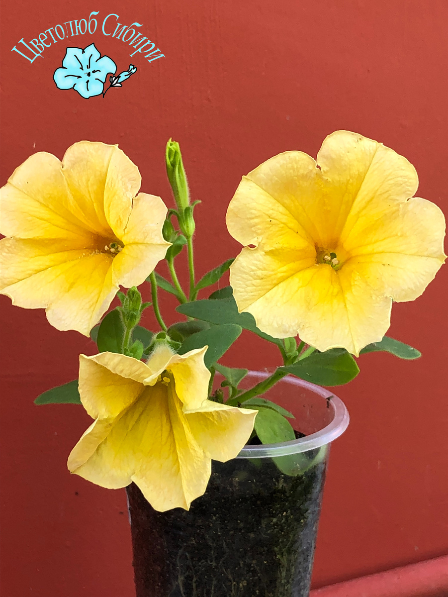 Петуния Surfinia Mounding Dark Yellow