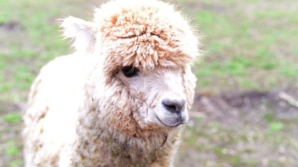     Автор: Ростовский-на-Дону зоопарк