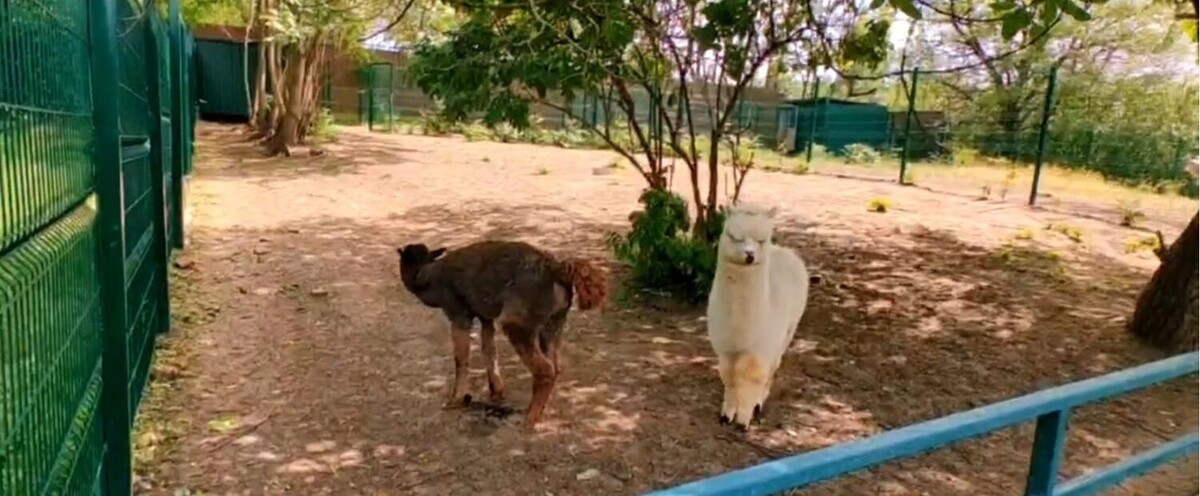     Автор: Ростовский-на-Дону зоопарк