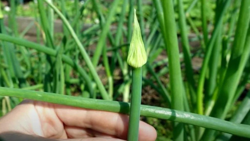 Стрелкование