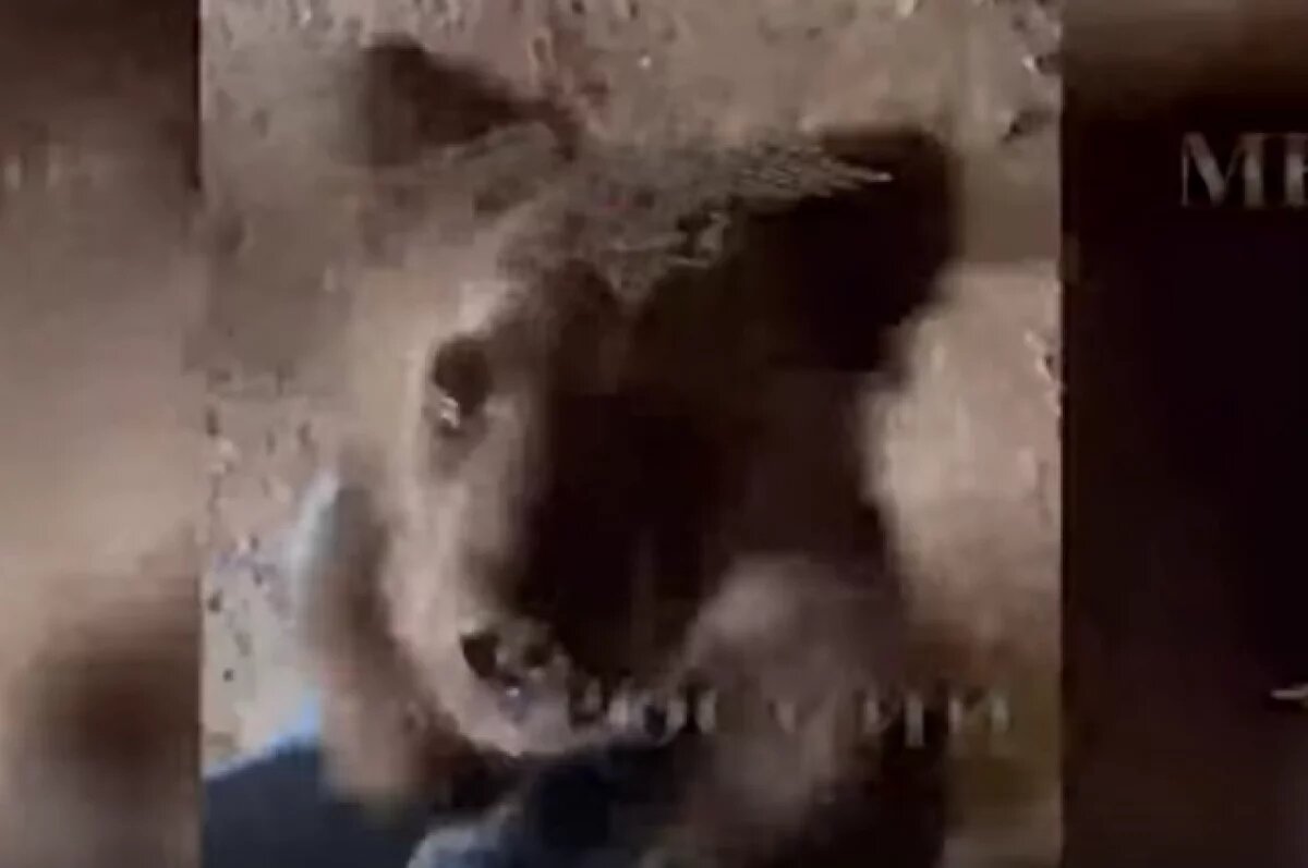    Сам пришел.